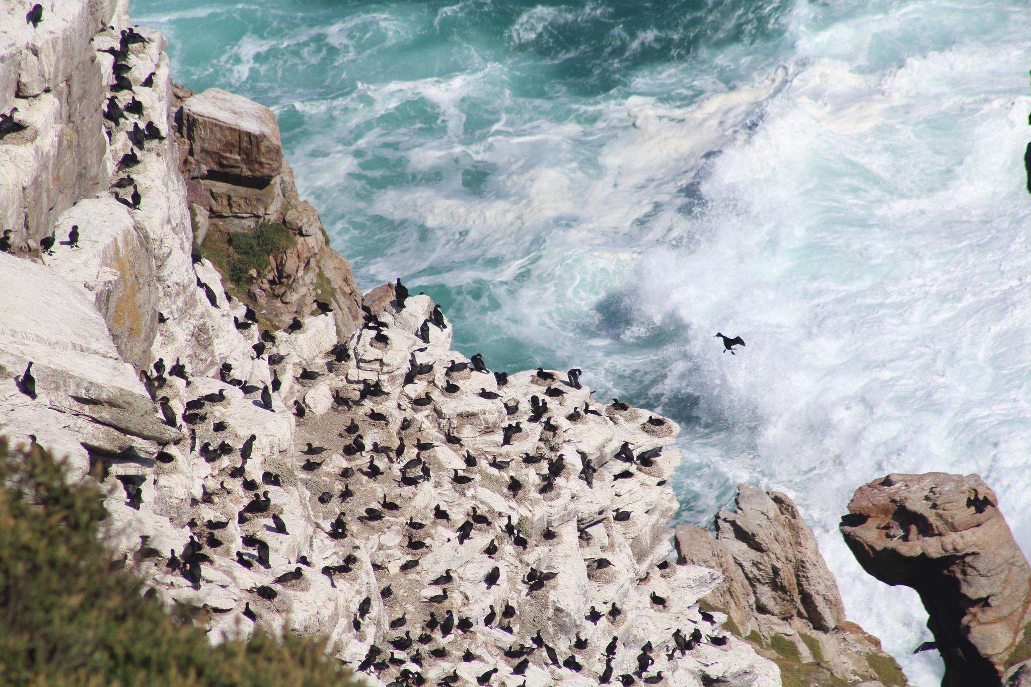 Image of Cape Cormorant