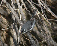 Image of Black-throated Grey Warbler