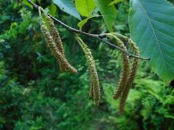 Image of Himalayan Birch