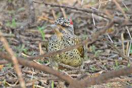 Image of Nubian Woodpecker