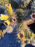 Image of teddybear cholla