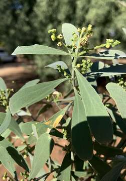 Image of Narrow-leaved mustard tree