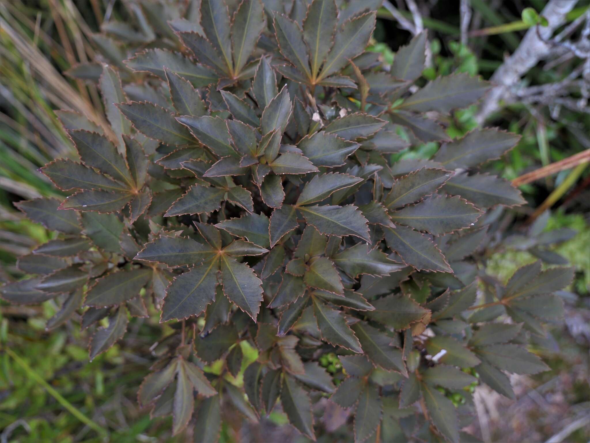 Image of Pseudopanax discolor (Kirk) Harms