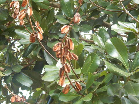 Imagem de Vochysia lehmannii Hieron.