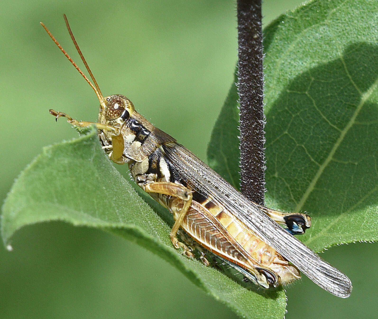 Melanoplus pictus Scudder & S. H. 1897的圖片