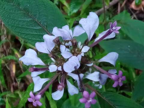 صورة Phyllopentas mussaendoides (Baker) Kårehed & B. Bremer