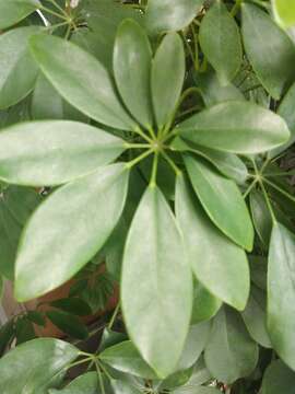 Image of Dwarf Umbrella Tree