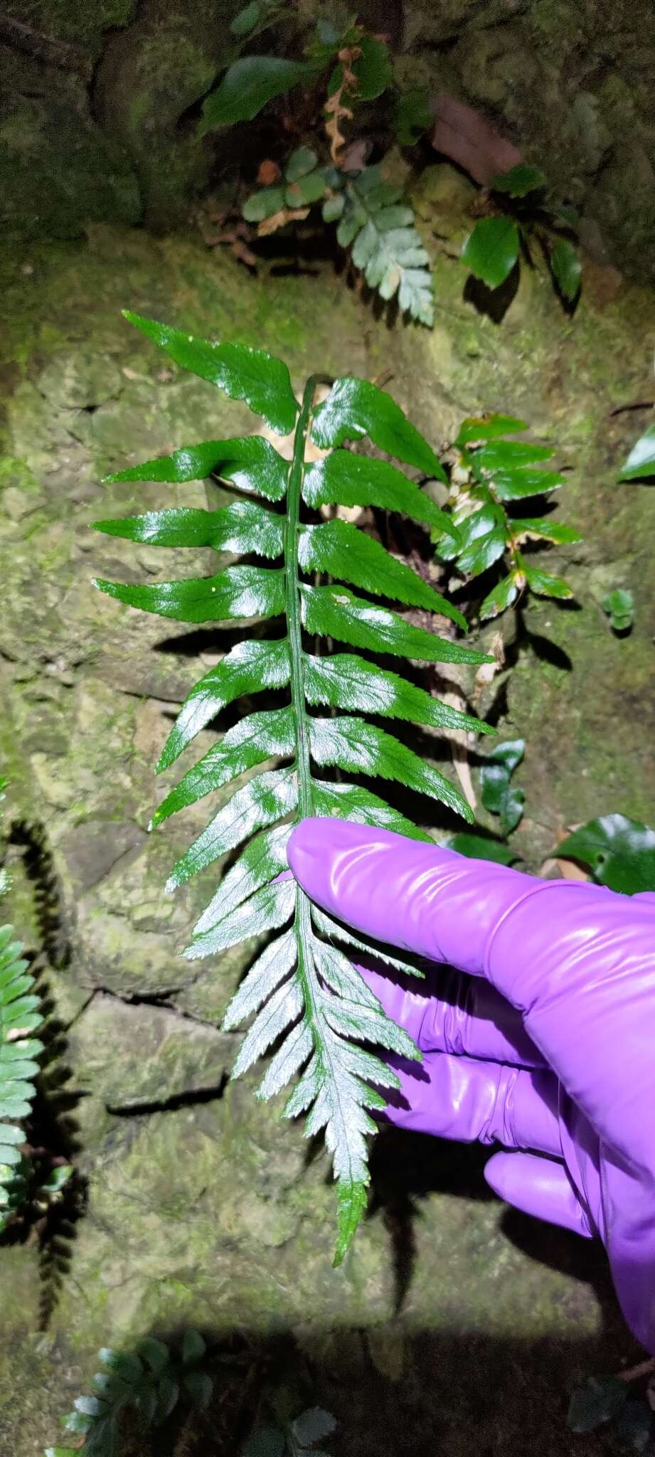 Image of Asplenium wrightii Eaton ex Hook.