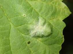 Image of Powdery mildew