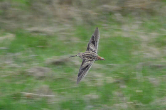 Image of Swinhoe's Snipe