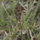 Image of Swallen's curly-mesquite