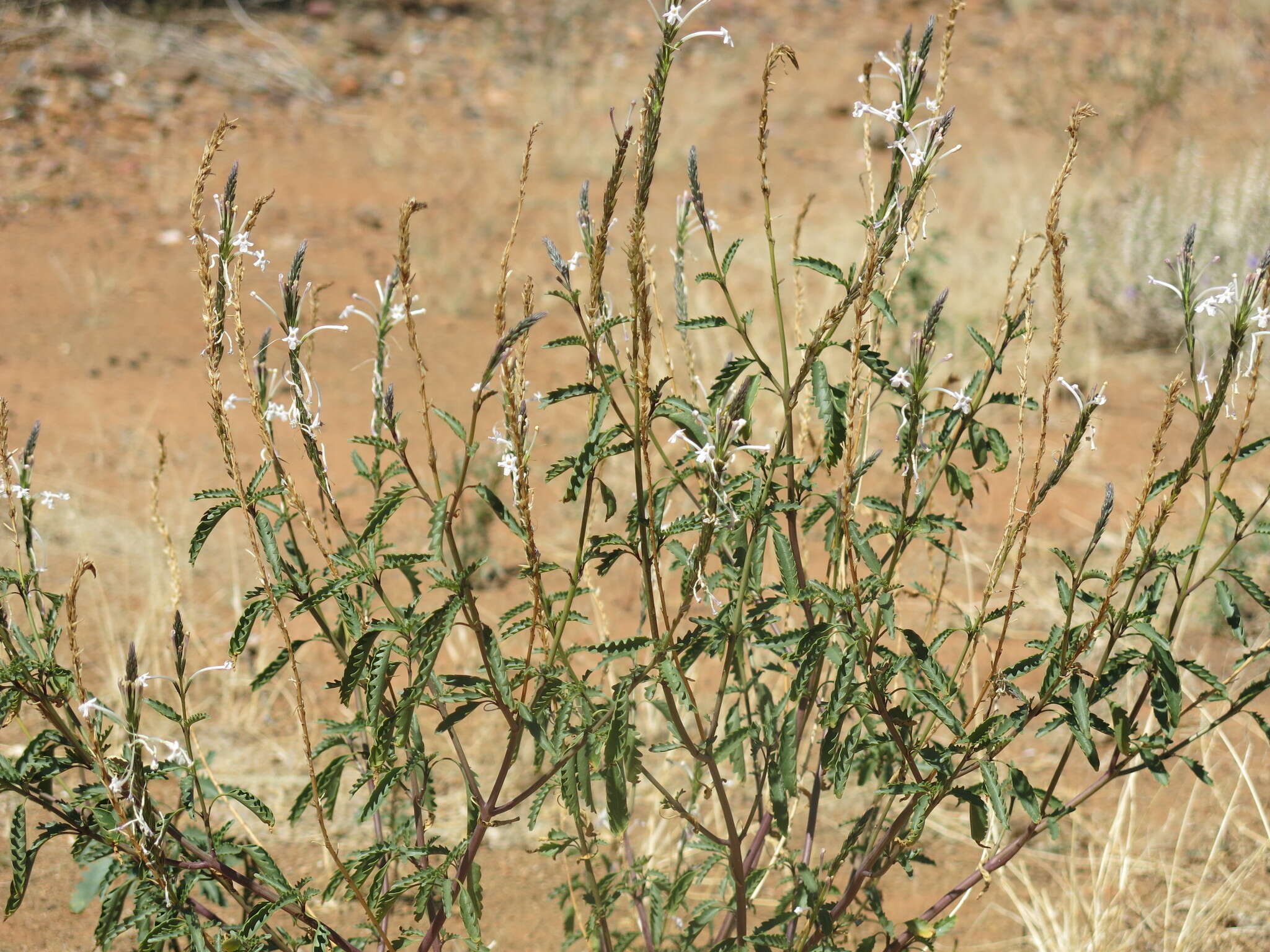 Image of Chascanum garipense E. Mey.