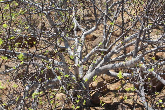 Image of Bursera laxiflora S. Wats.