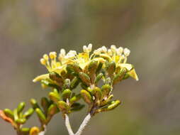 Image of Asterolasia trymalioides F. Müll.