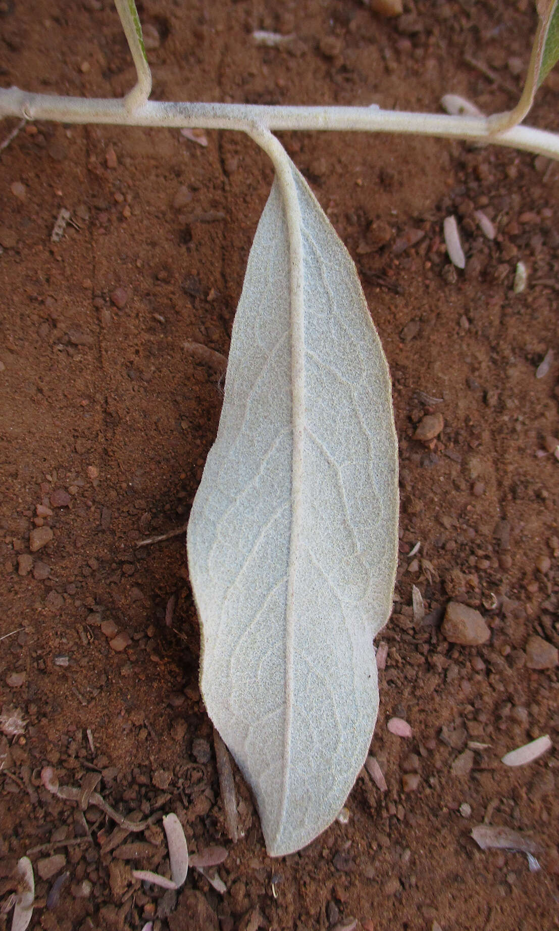 صورة Tarchonanthus camphoratus L.