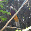 Image of Wompoo Fruit Dove