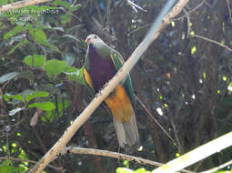 Ptilinopus magnificus assimilis (Gould 1850)的圖片