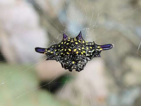 Image of Gasteracantha sturi (Doleschall 1857)