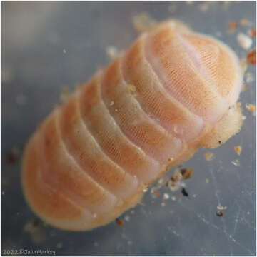 Image of Leptochiton rugatus (Carpenter ex Pilsbry 1892)