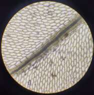 Слика од Plagiomnium ellipticum T. Koponen 1971