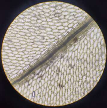 Image of elliptic plagiomnium moss