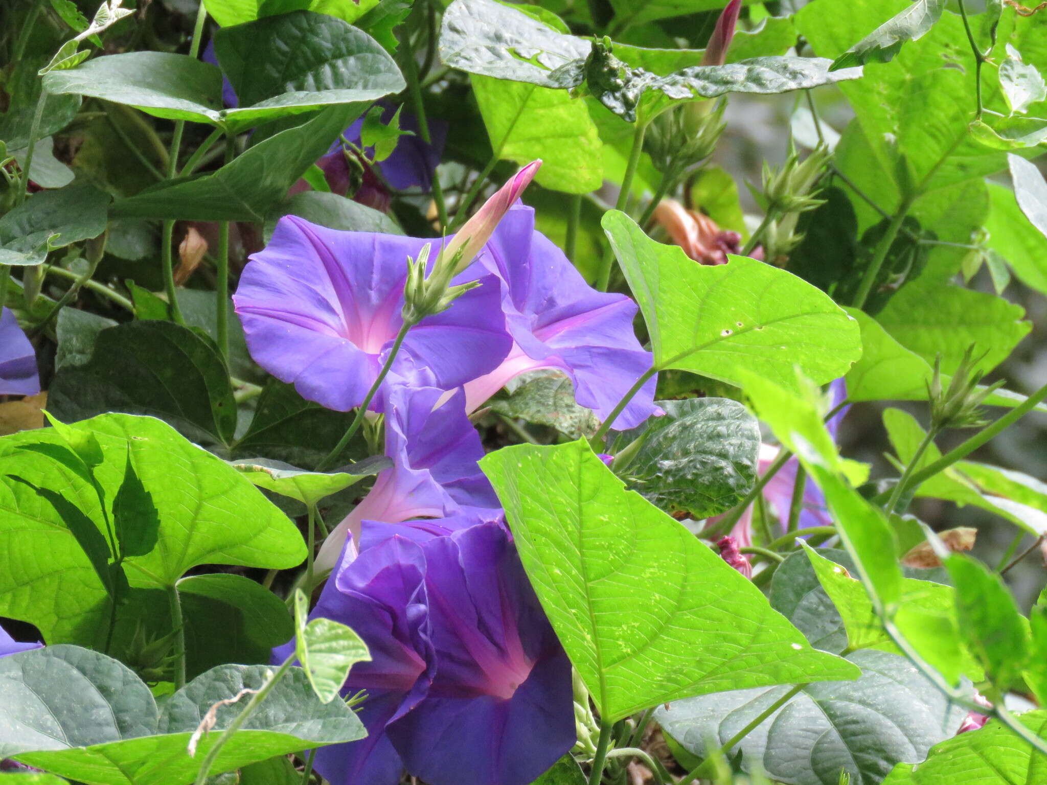 Imagem de Ipomoea indica (J. Burman) Merr.