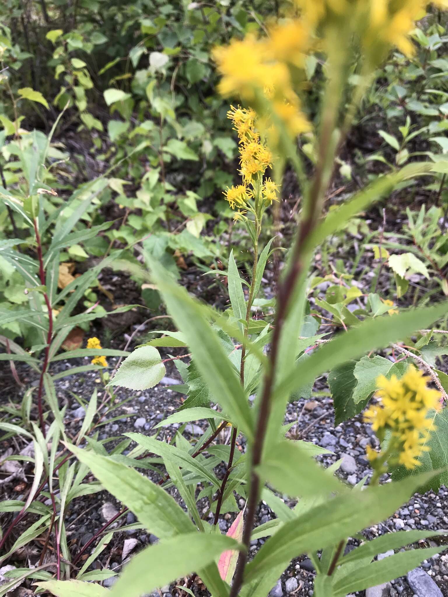 Image of Rocky Mountain goldenrod