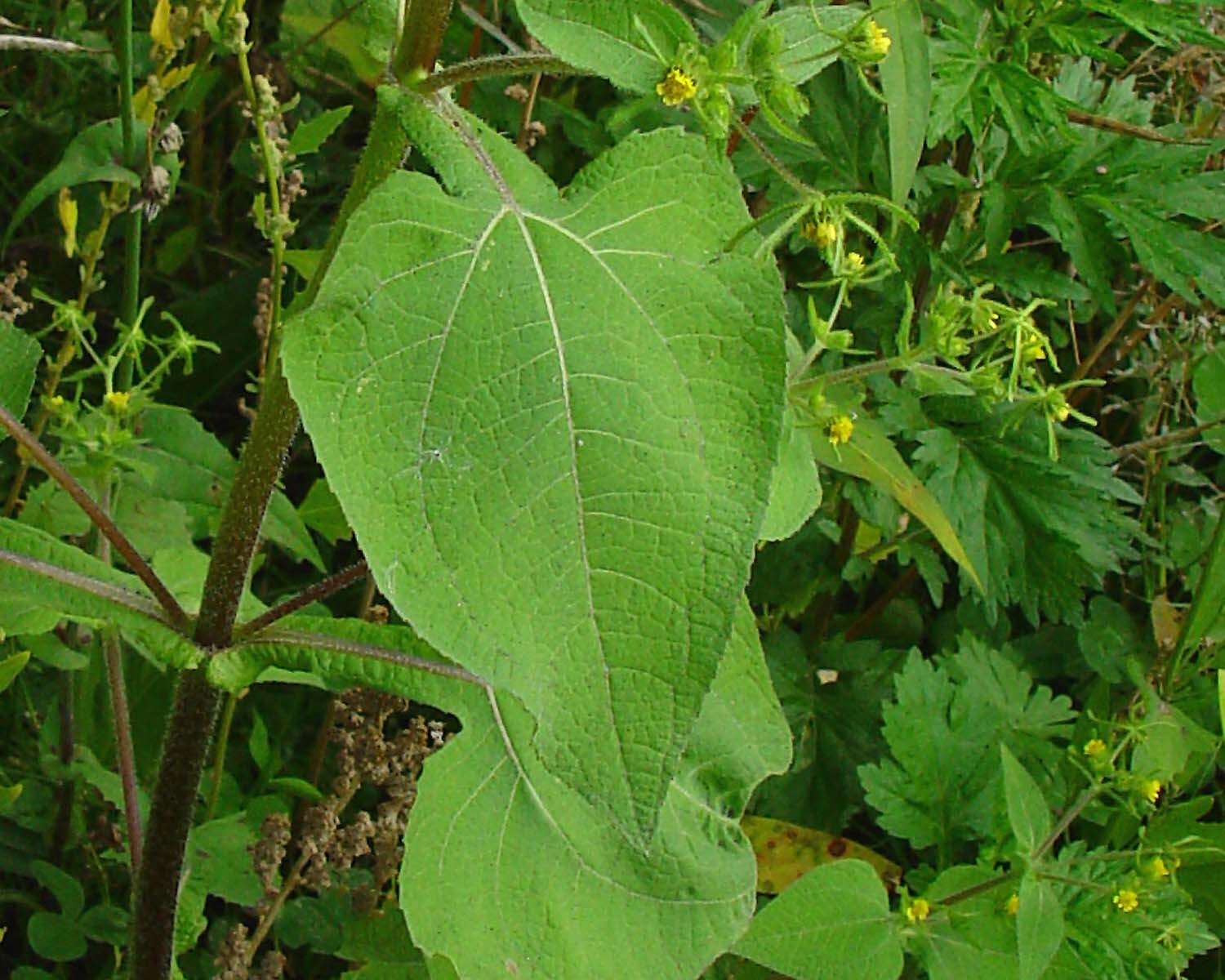 Image of Sigesbeckia serrata DC.