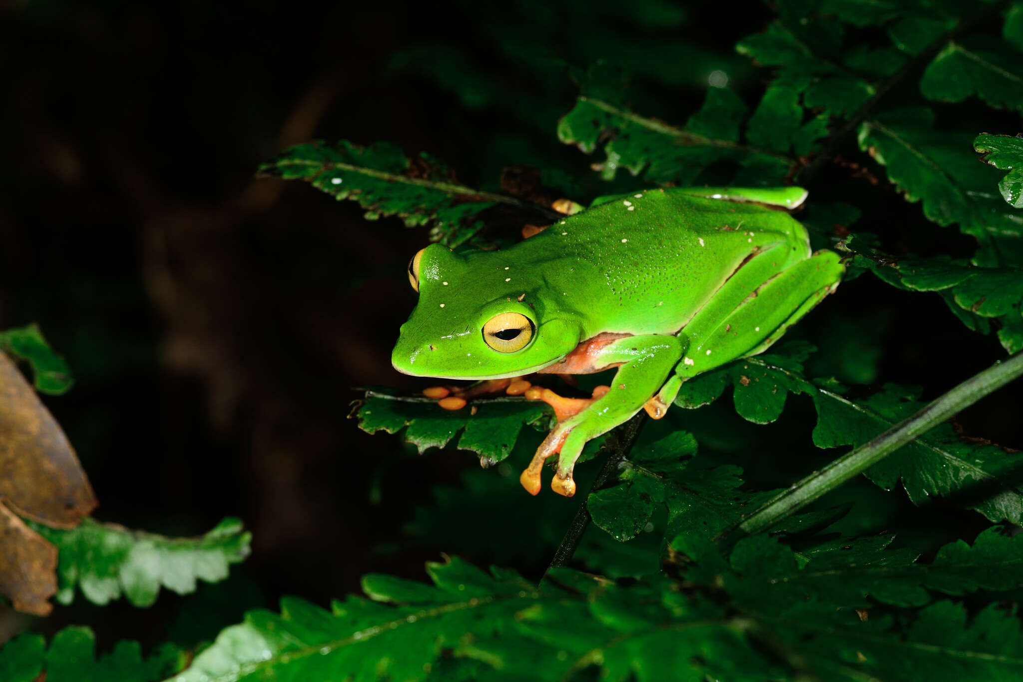 Image of Zhangixalus aurantiventris (Lue, Lai & Chen 1994)