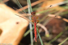 Image of Spot-winged Meadowhawk