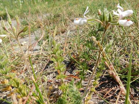 Image of Pelargonium rapaceum (L.) L'Her. ex Jacq.