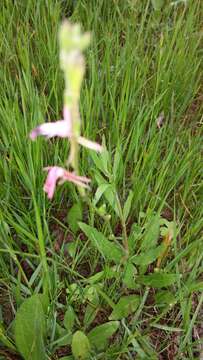 Oenothera suffulta (Engelm.) W. L. Wagner & Hoch resmi