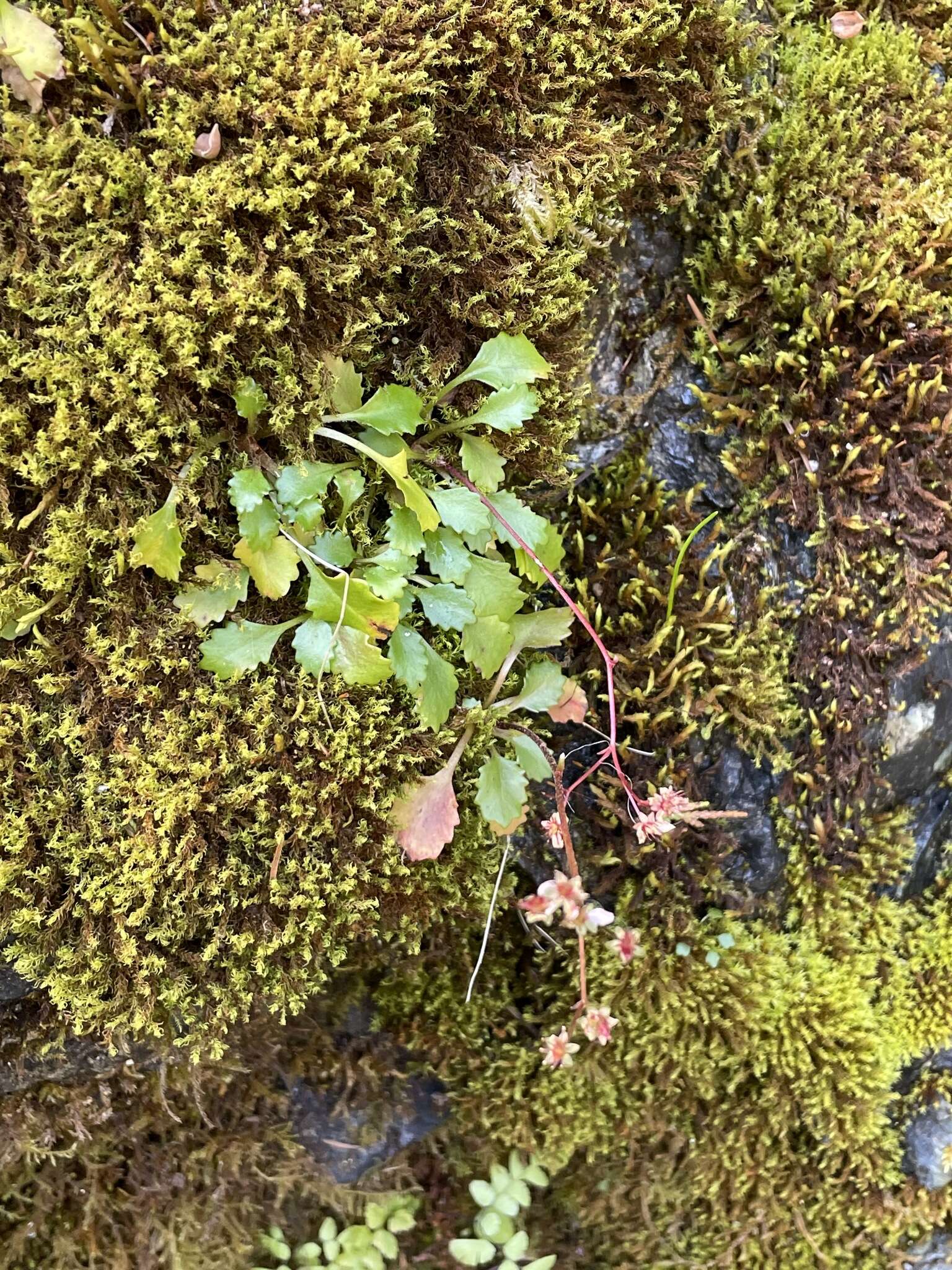 Image of Howell's Pseudosaxifrage