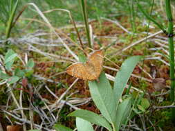 Image of Chevron Moth