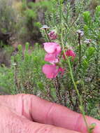 Image of Diascia integerrima E. Mey. ex Benth.