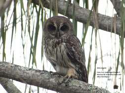 Слика од Strix virgata (Cassin 1849)