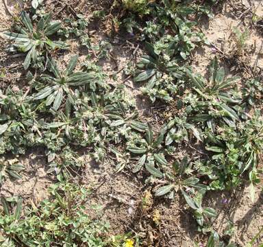 Image of woolly cottonflower