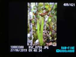 Image of Schizaea sprucei Hook. ex Bak.