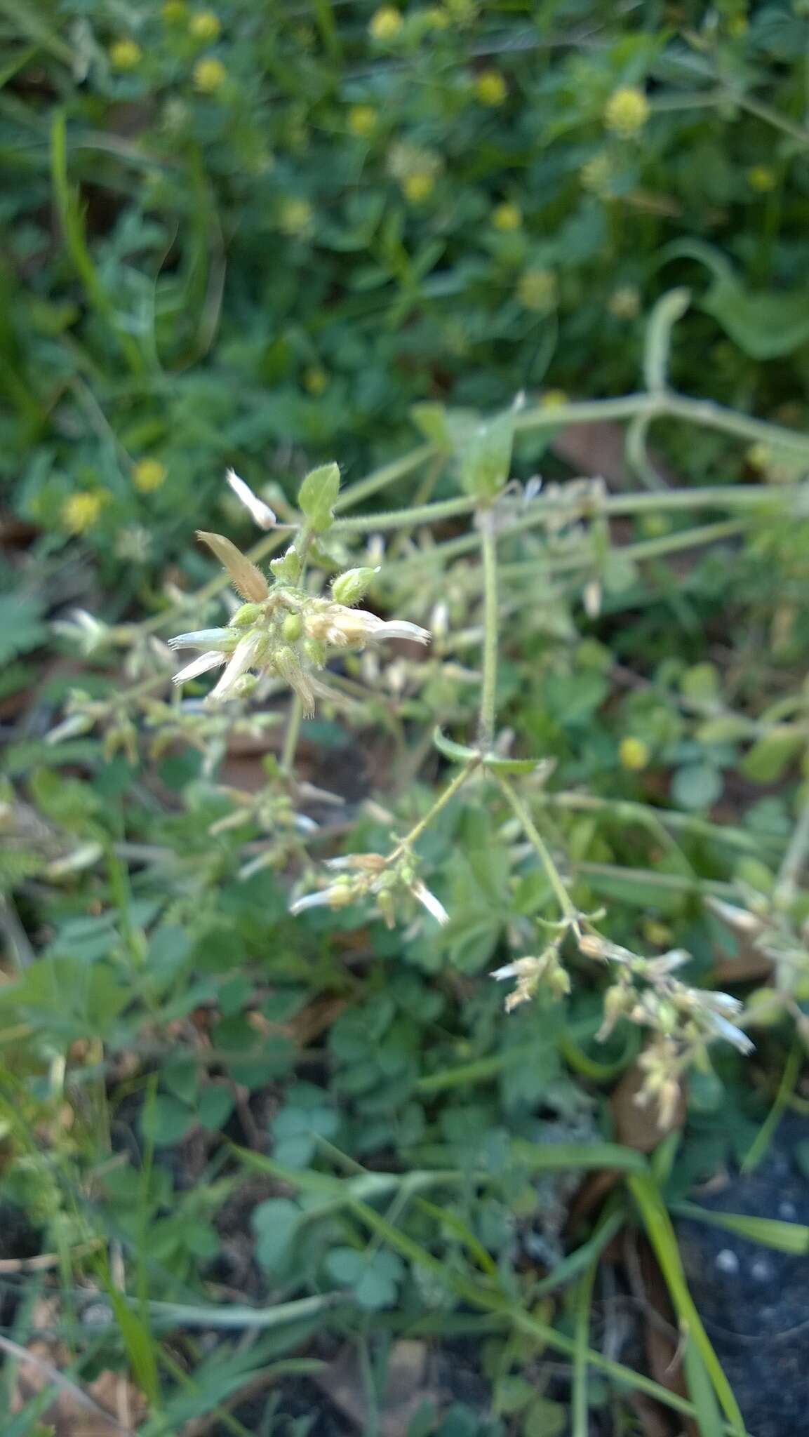 Image of sticky chickweed