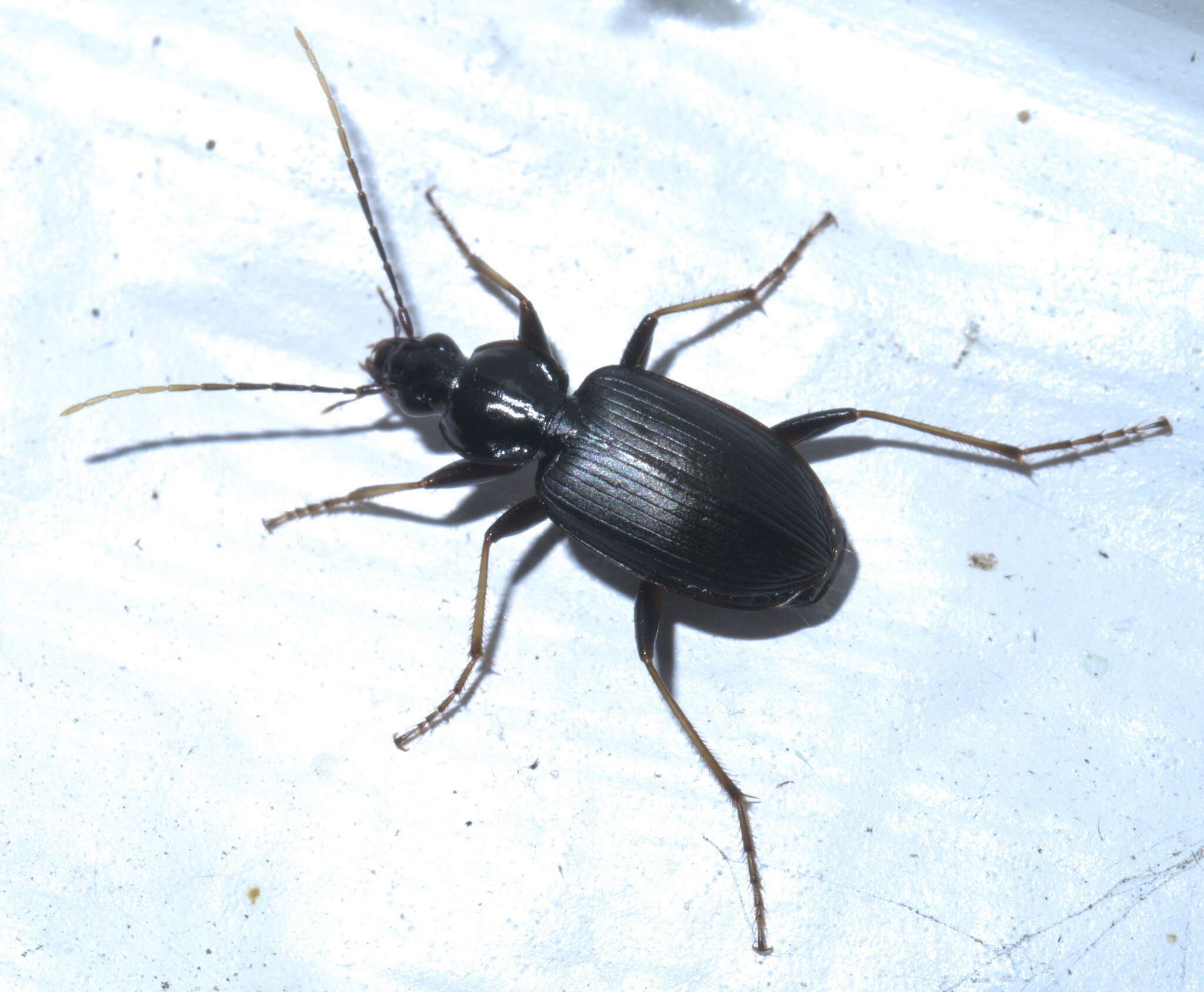 Sivun Agonum (Olisares) albicrus Dejean 1828 kuva