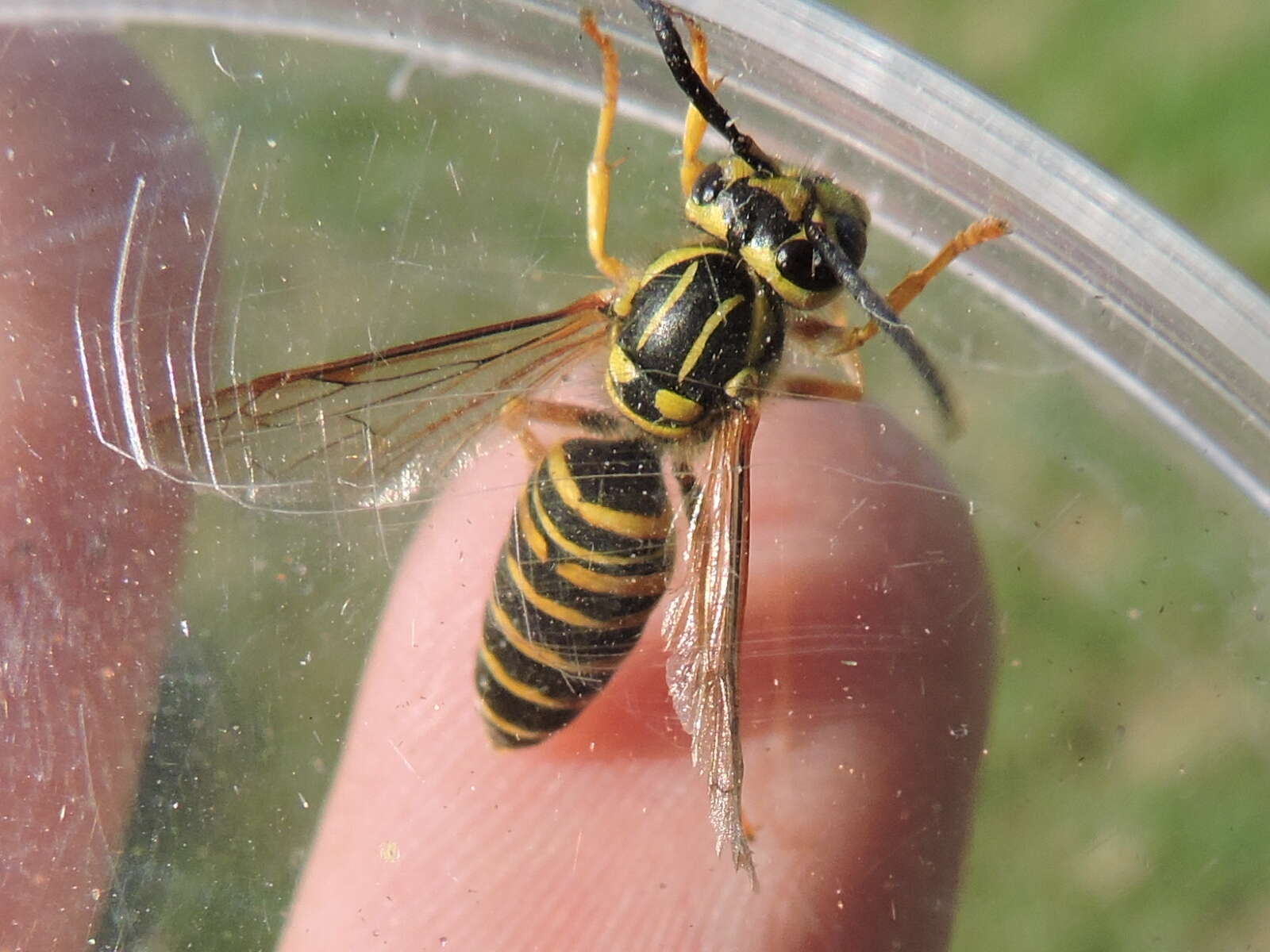 Image of Southern Yellowjacket