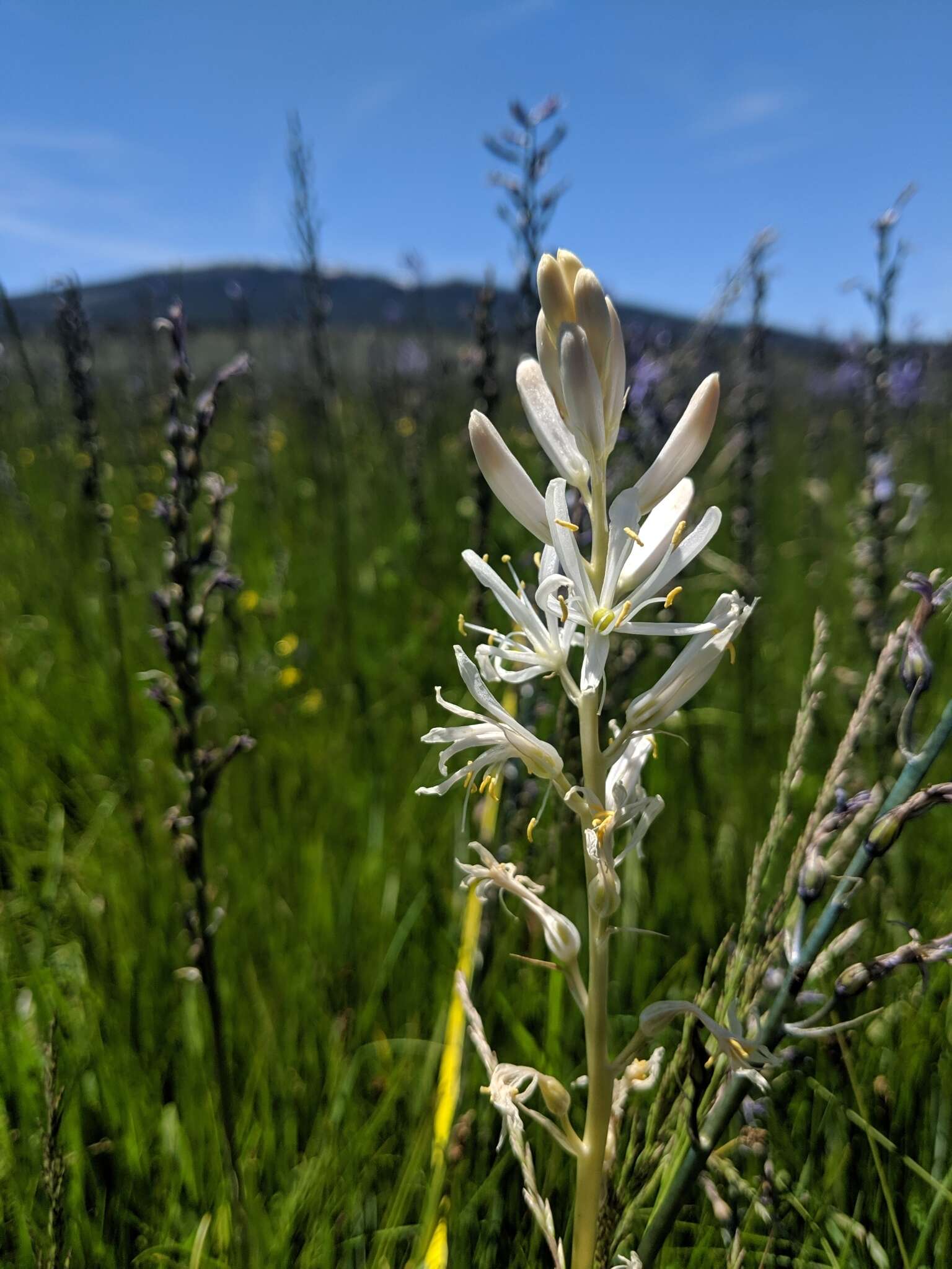 Imagem de Camassia quamash subsp. breviflora Gould