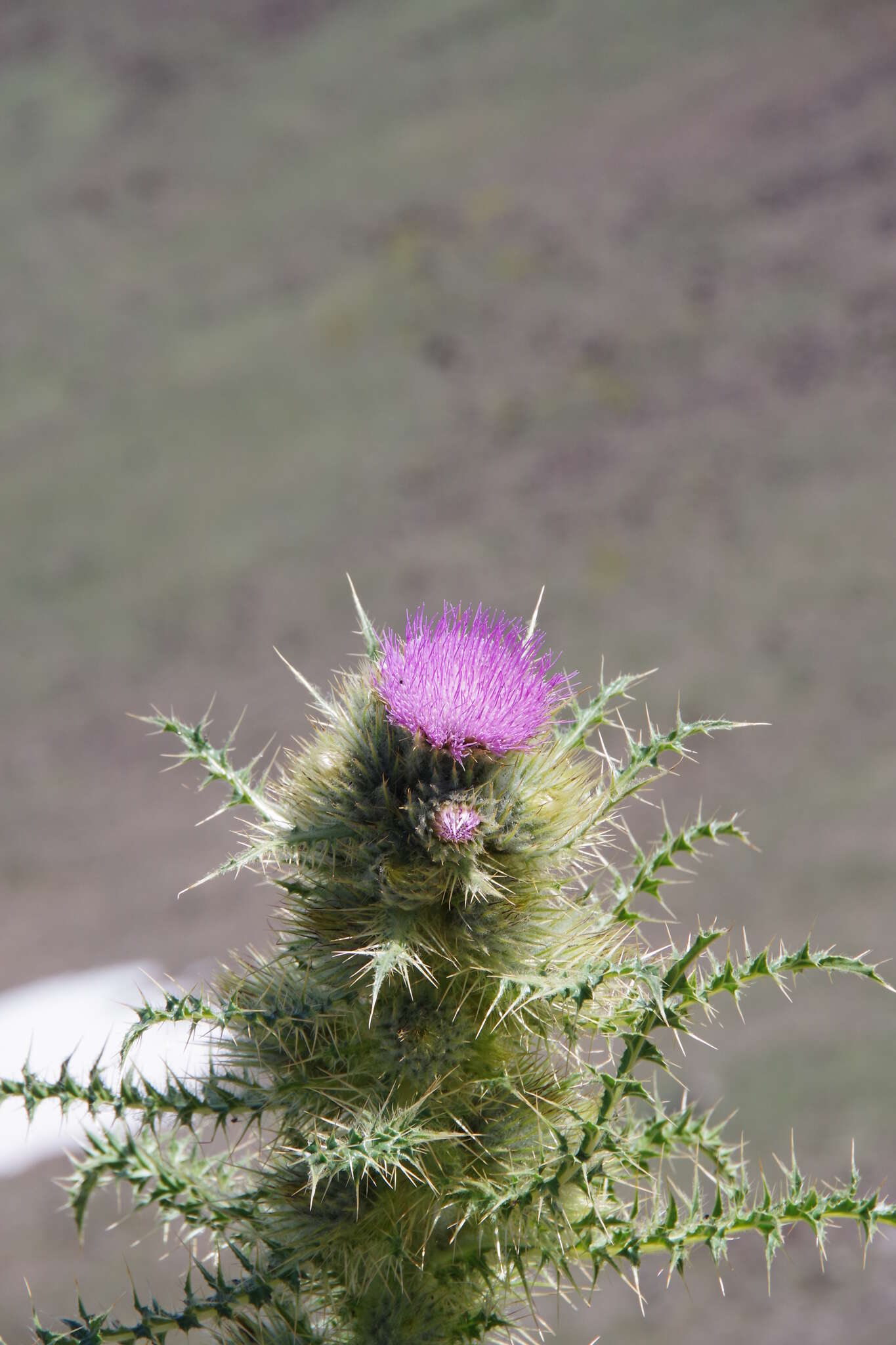 Imagem de Cirsium eatonii var. peckii (L. F. Henderson) D. J. Keil