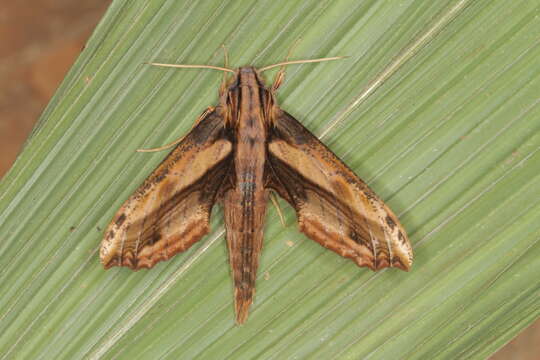 Image de Xylophanes guianensis (Rothschild 1894)