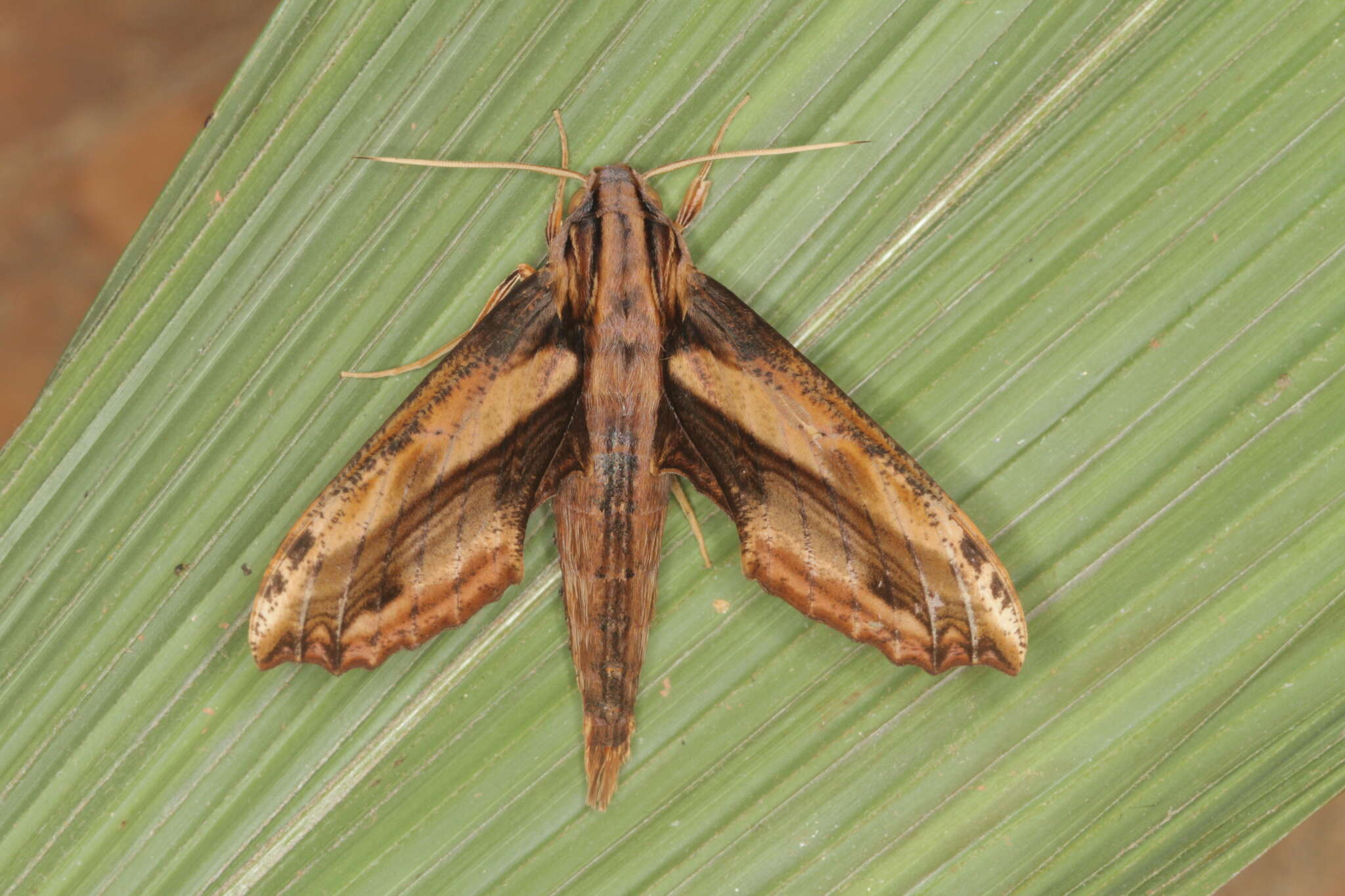 Image of Xylophanes guianensis (Rothschild 1894)