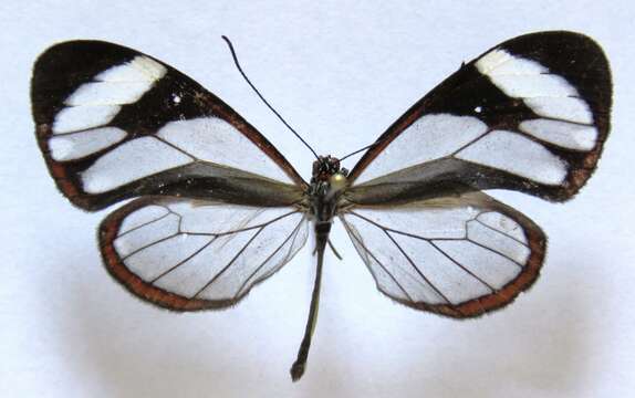 Image of Ithomia patilla Hewitson 1852