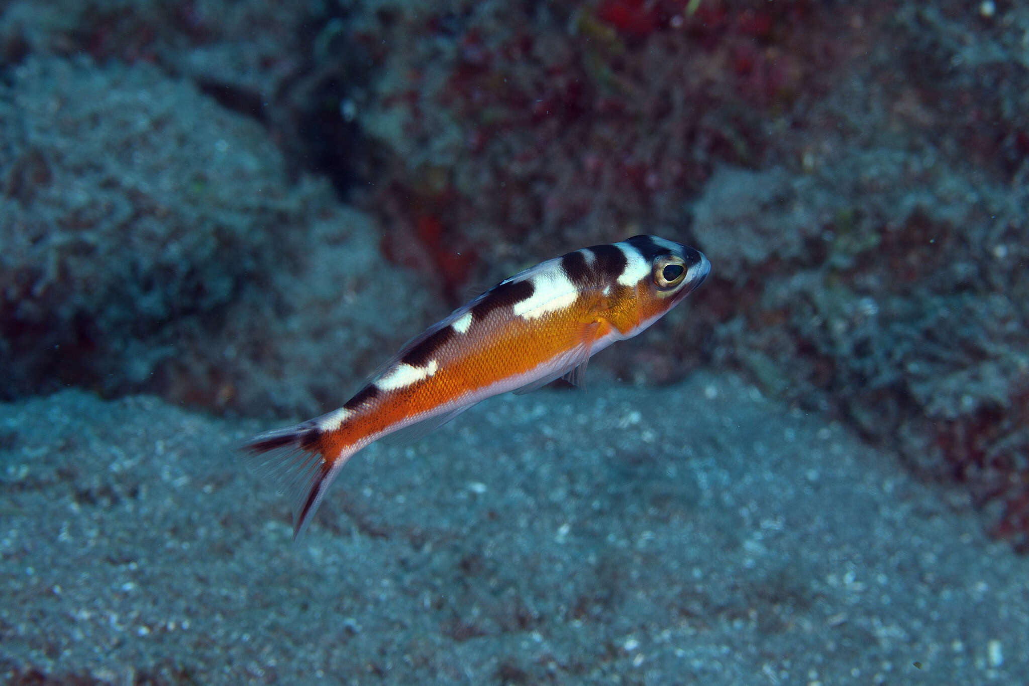 Serranus tabacarius (Cuvier 1829) resmi