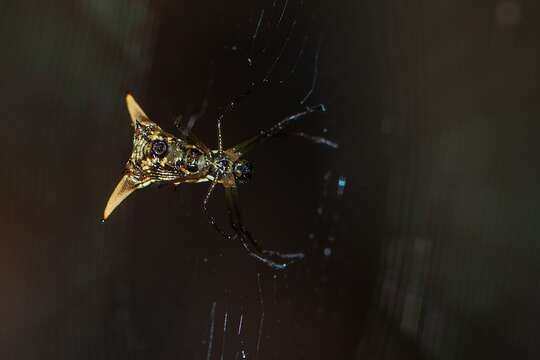 Image of Micrathena sanctispiritus Brignoli 1983