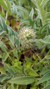 Image of Kaweah River phacelia