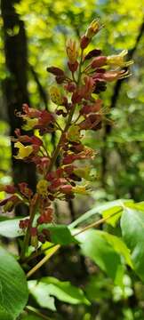 Imagem de Aesculus bushii C. K. Schneid.